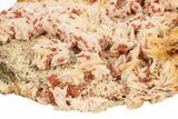 Top-Quality, Ruby Red Vanadinite Crystals on Barite - Morocco #278226-2